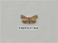 藏品(螟蛾265)的圖片